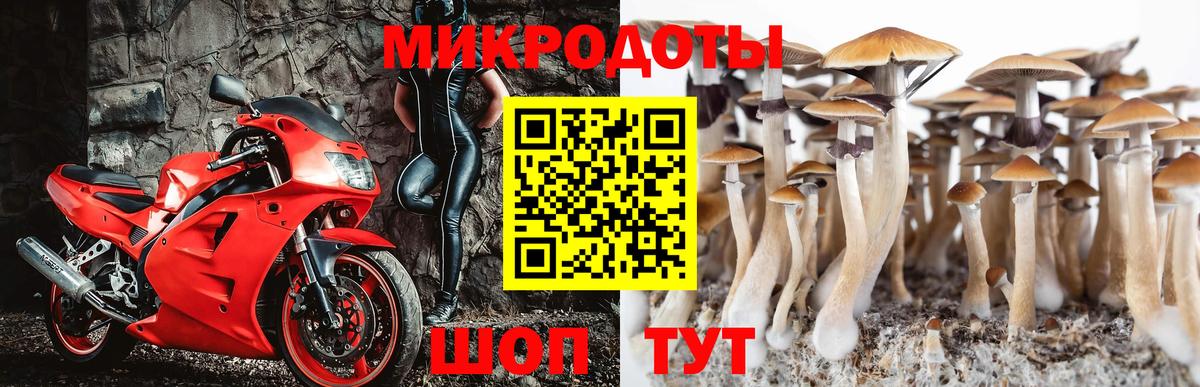Галлюциногенные грибы Psilocybe Ухта